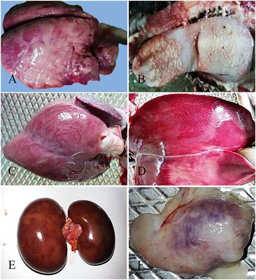 A Sequential Study on the Pathology of Peste Des Petits Ruminants and Tissue Distribution of the Virus Following Experimental Infection of Black Bengal Goats